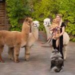 VICKY GATZWEILER | ALPACAS, FARM, ANIMALS